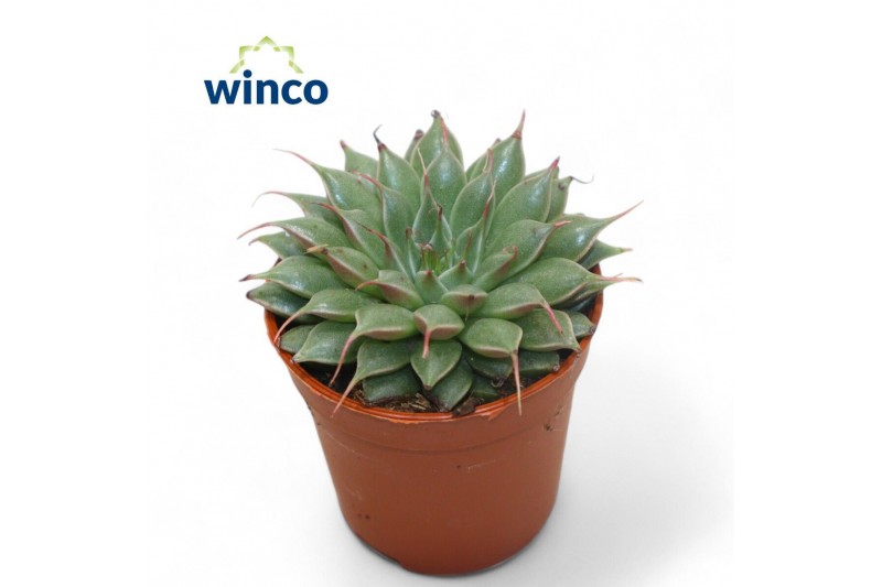 Graptopetalum filiferum 