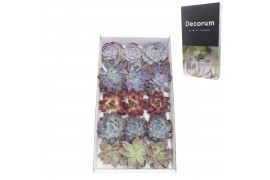 Echeveria snij Echeveria Love Mix (wincx) Cutfl (5 Spcs) 999