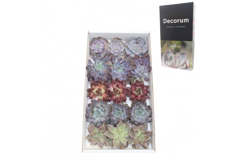 Echeveria snij Echeveria Love Mix (wincx) Cutfl (5 Spcs) 999 