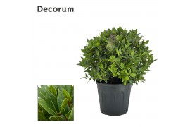 Laurus nobilis Bol zonder stam 60 cm diameter
