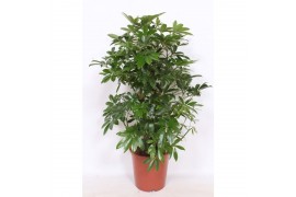Schefflera arboricola compacta vertakt