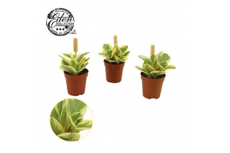 Peperomia obtusifolia obtipan bicolor 