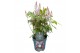 Heucherella tiarelloides pink sky rocket groen 