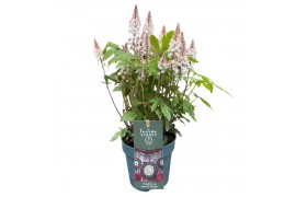 Heucherella tiarelloides pink sky rocket groen