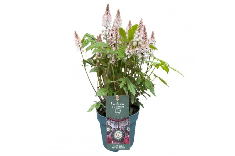 Heucherella tiarelloides pink sky rocket groen 