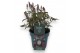 Heucherella tiarelloides pink sky rocket groen 