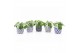 Pilea peperomioides in delft blue keramiek 