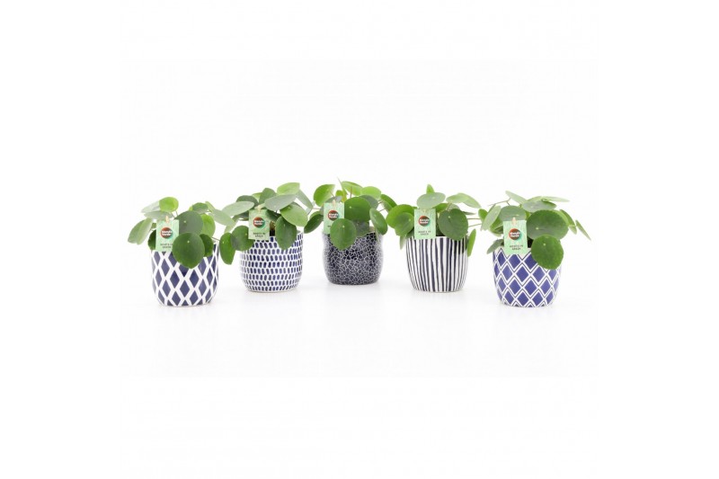 Pilea peperomioides in delft blue keramiek Pilea peperomioides in delft blue keramiek
