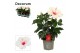 Hibiscus rosa-sinensis sunny st tropez Decorum wit 