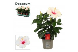 Hibiscus rosa-sinensis sunny st tropez Decorum wit