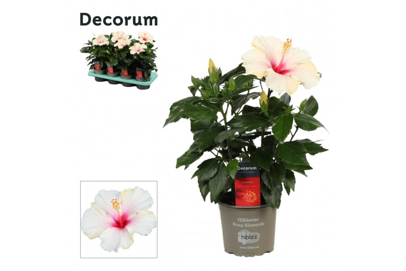 Hibiscus rosa-sinensis sunny st tropez Decorum wit 