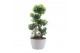 Ficus microcarpa ginseng s-type in grijs keramiek met bark 