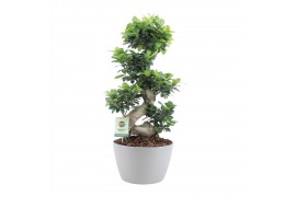 Ficus microcarpa ginseng s-type in grijs keramiek met bark