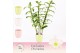 Dendrobium nob. spring dreamstarclass apollon 3-spike in Lotte Exclusi 
