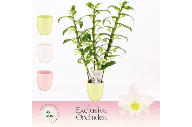 Dendrobium nob. spring dreamstarclass apollon 3-spike in Lotte Exclusi 
