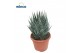 Aloe tiki tahi Interstellar 