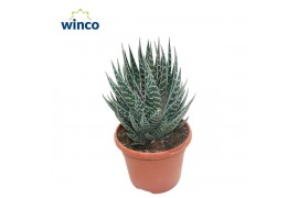 Aloe tiki tahi Interstellar
