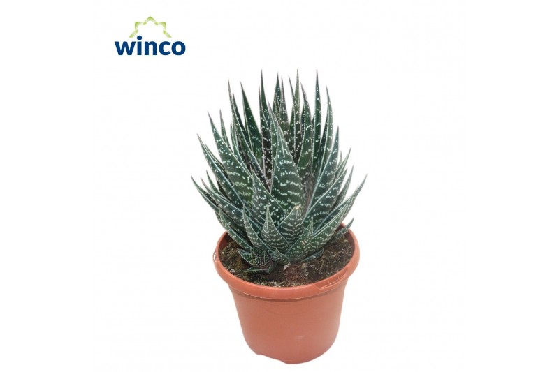 Aloe tiki tahi Interstellar 