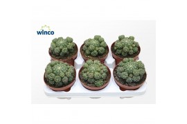 Cactus Matucana polzii