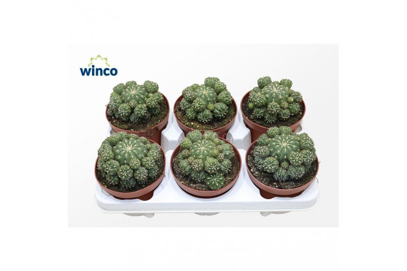 Cactus Matucana polzii 