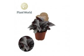 Begonia blad magic colours silver limbo Begonia rex Silver Limbo 8,5cm