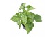 Syngonium mottled 