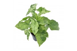Syngonium mottled