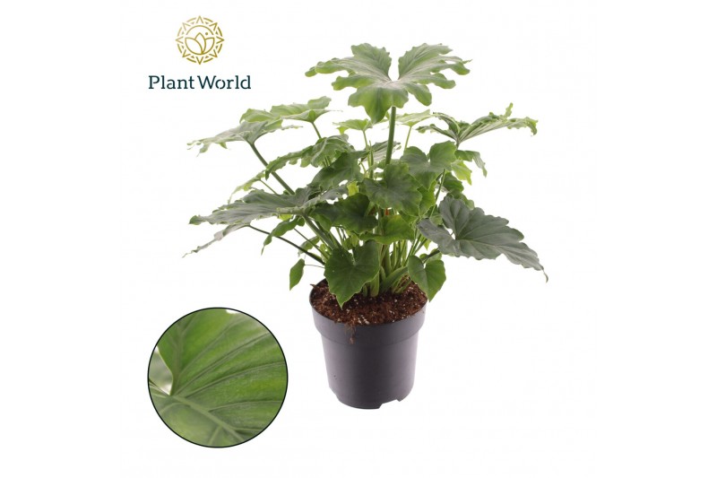 Philodendron bipinnatifidum shangri-la Philodendron Shangri La (Decoru 