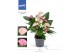 Anthurium joli duo mix in pot 