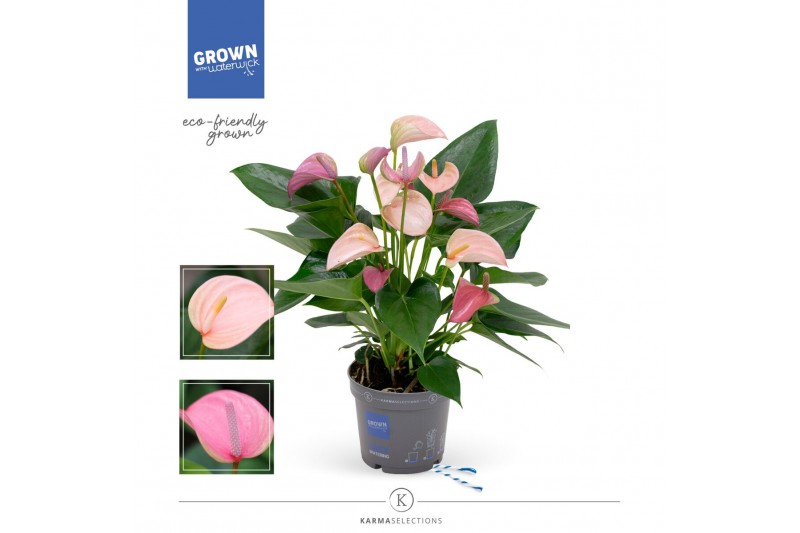 Anthurium joli duo mix in pot 