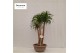 Beaucarnea recurvata vertakt nummer 55 