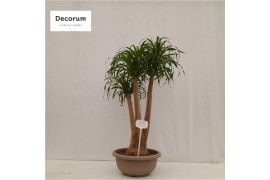 Beaucarnea recurvata vertakt nummer 55