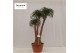 Beaucarnea recurvata vertakt nummer 4 