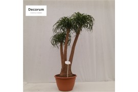 Beaucarnea recurvata vertakt nummer 4