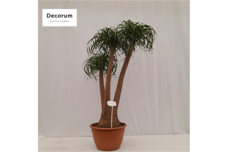 Beaucarnea recurvata vertakt nummer 4 