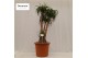Beaucarnea recurvata vertakt nummer 53 