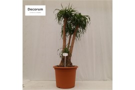 Beaucarnea recurvata vertakt nummer 53