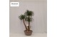 Beaucarnea recurvata vertakt nummer 73 
