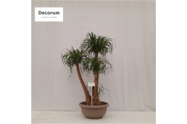 Beaucarnea recurvata vertakt nummer 73