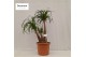 Beaucarnea recurvata vertakt nummer 71 
