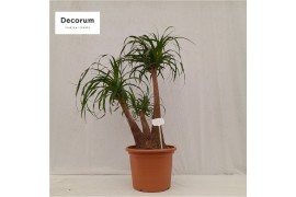 Beaucarnea recurvata vertakt nummer 71