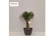 Beaucarnea recurvata vertakt nummer 10 