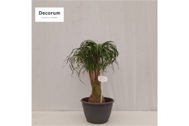 Beaucarnea recurvata vertakt nummer 10