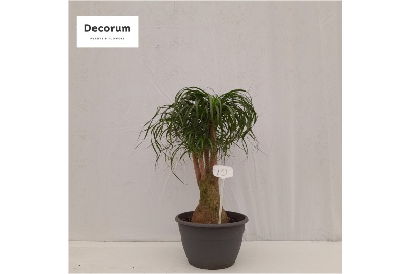 Beaucarnea recurvata vertakt nummer 10 Beaucarnea recurvata vertakt nummer 10