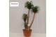 Beaucarnea recurvata vertakt nummer 16 