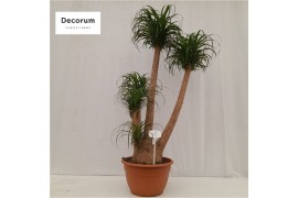 Beaucarnea recurvata vertakt nummer 16