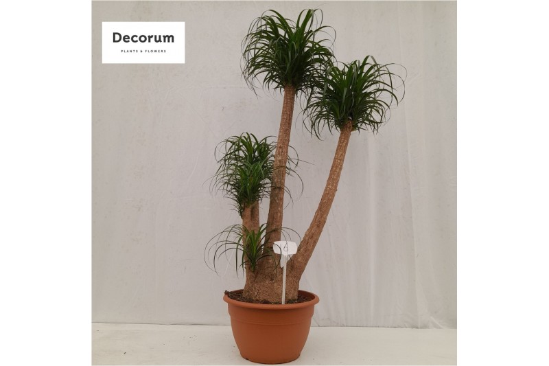 Beaucarnea recurvata vertakt nummer 16 Beaucarnea recurvata vertakt nummer 16
