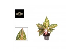 Aglaonema dreamcatcher