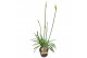 Agapanthus charlotte Agapanthus wit. 15cm 1-2 knop 1 bl. 5 pp 