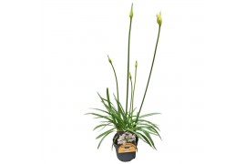 Agapanthus charlotte Agapanthus wit. 15cm 1-2 knop 1 bl. 5 pp